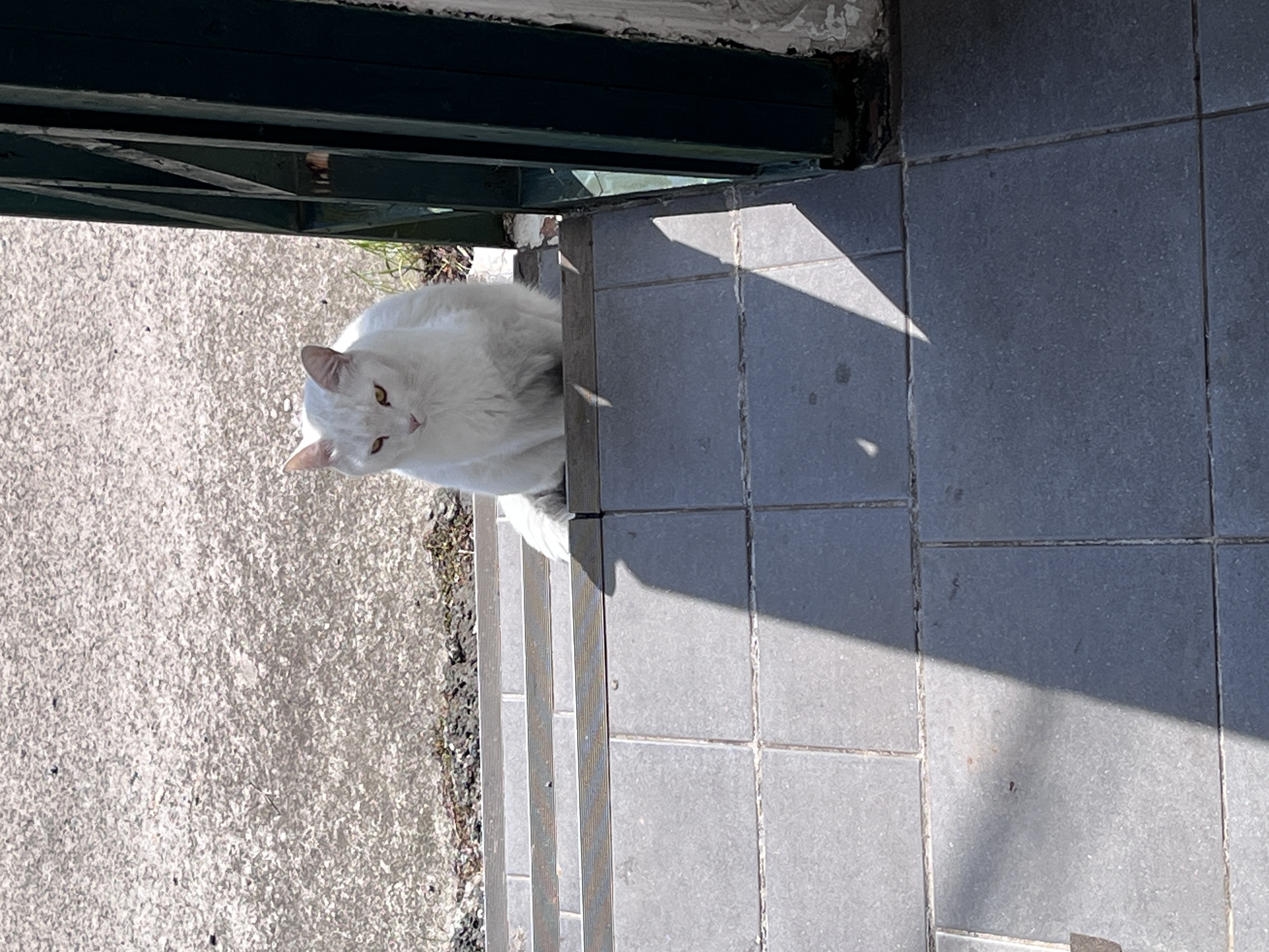 ひより